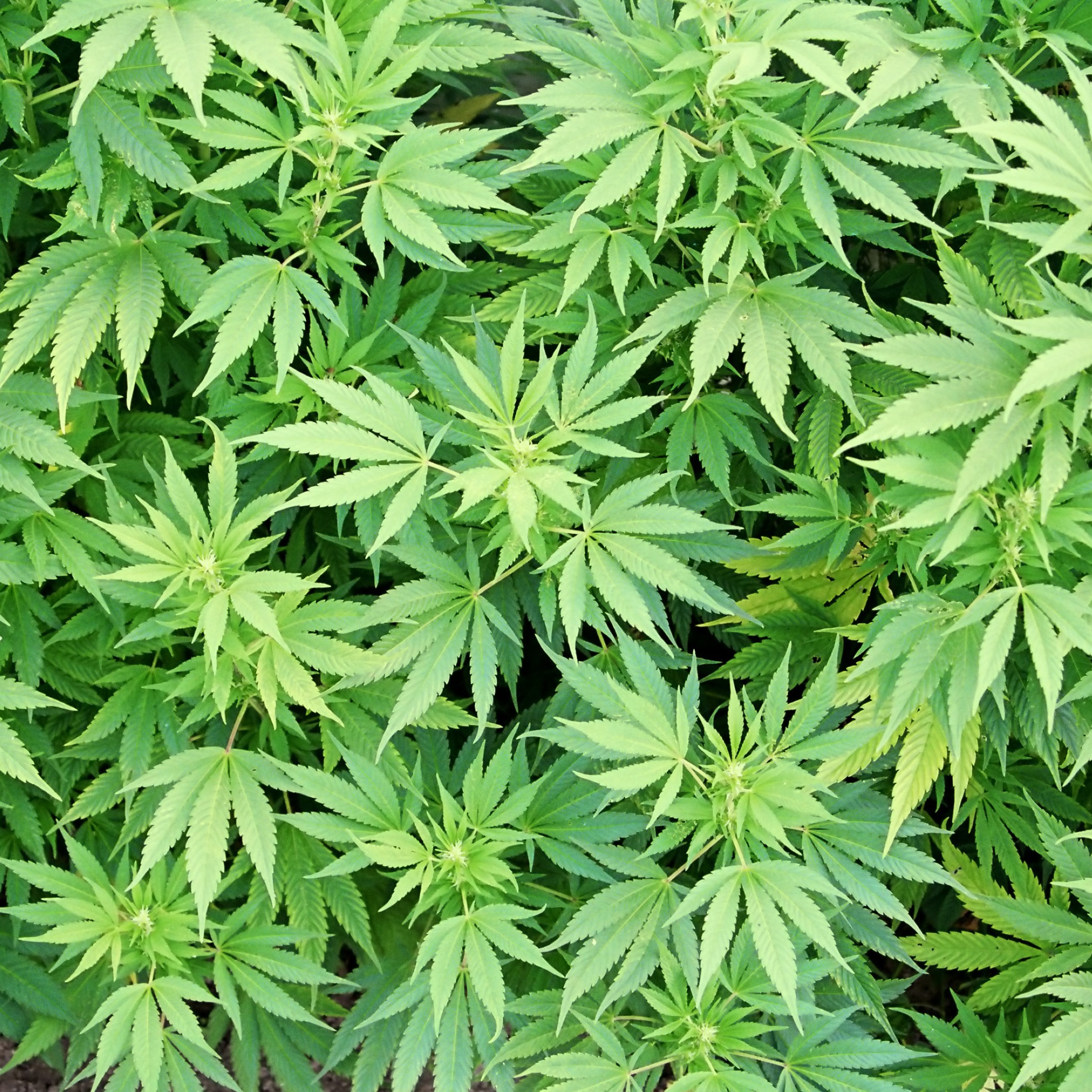 Marijuana Rehab
